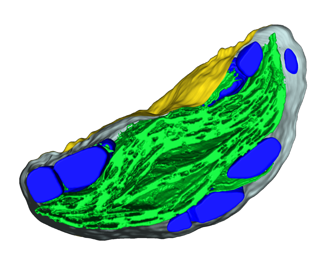 Enlarged view: image_chloroplast